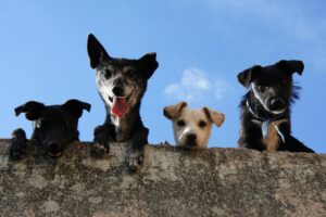 Duelo animal en Asturias 